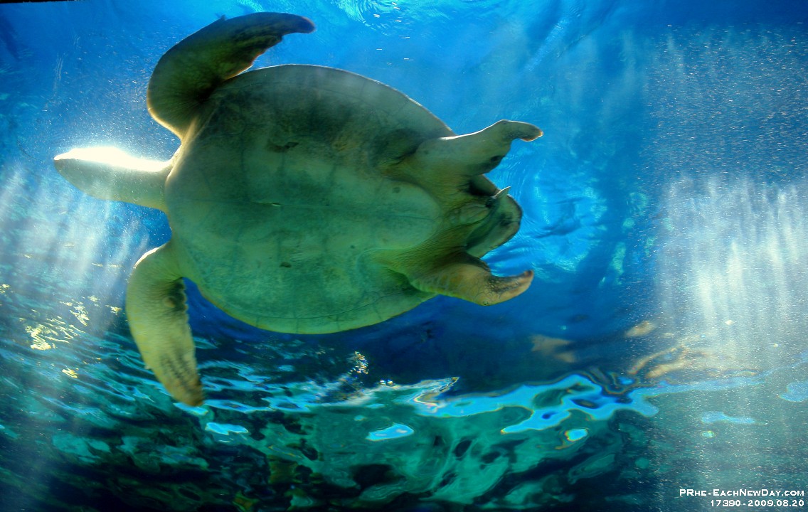 17390RoCrLeSh - Vancouver Aquarium